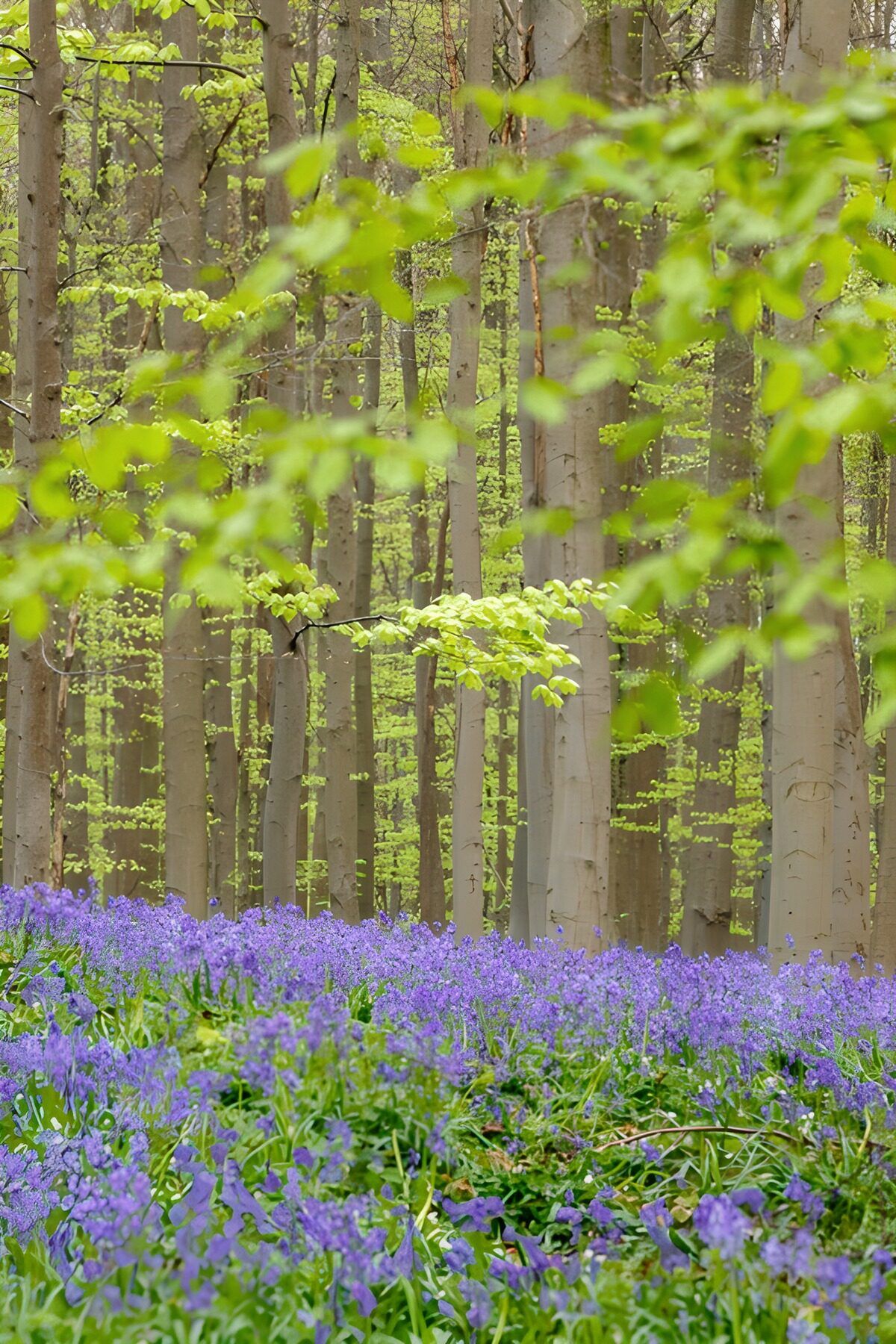 OCCOM3375663: Spring Awakening in the Forest
