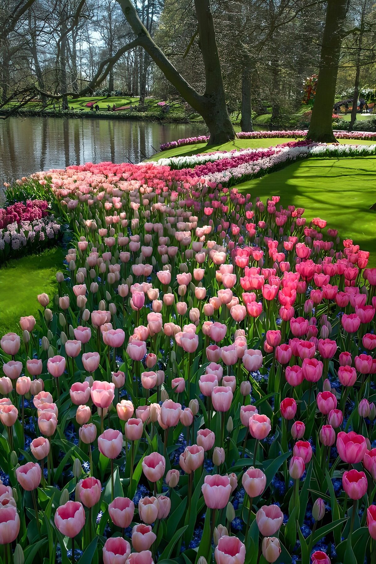 OCCOM2408658: Colorful Tulip Path by the Water