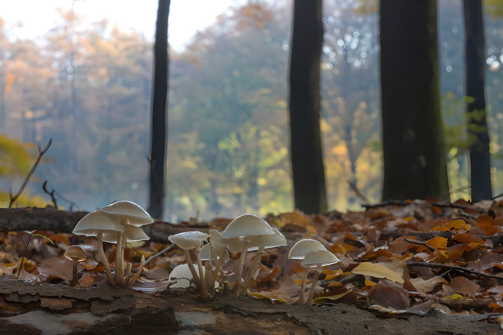 OCCOM7974941: Enchanted Forest Mushrooms