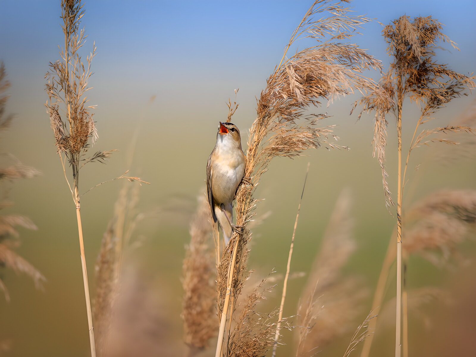 OCCOM9376159: Songbird Among Tall Reeds