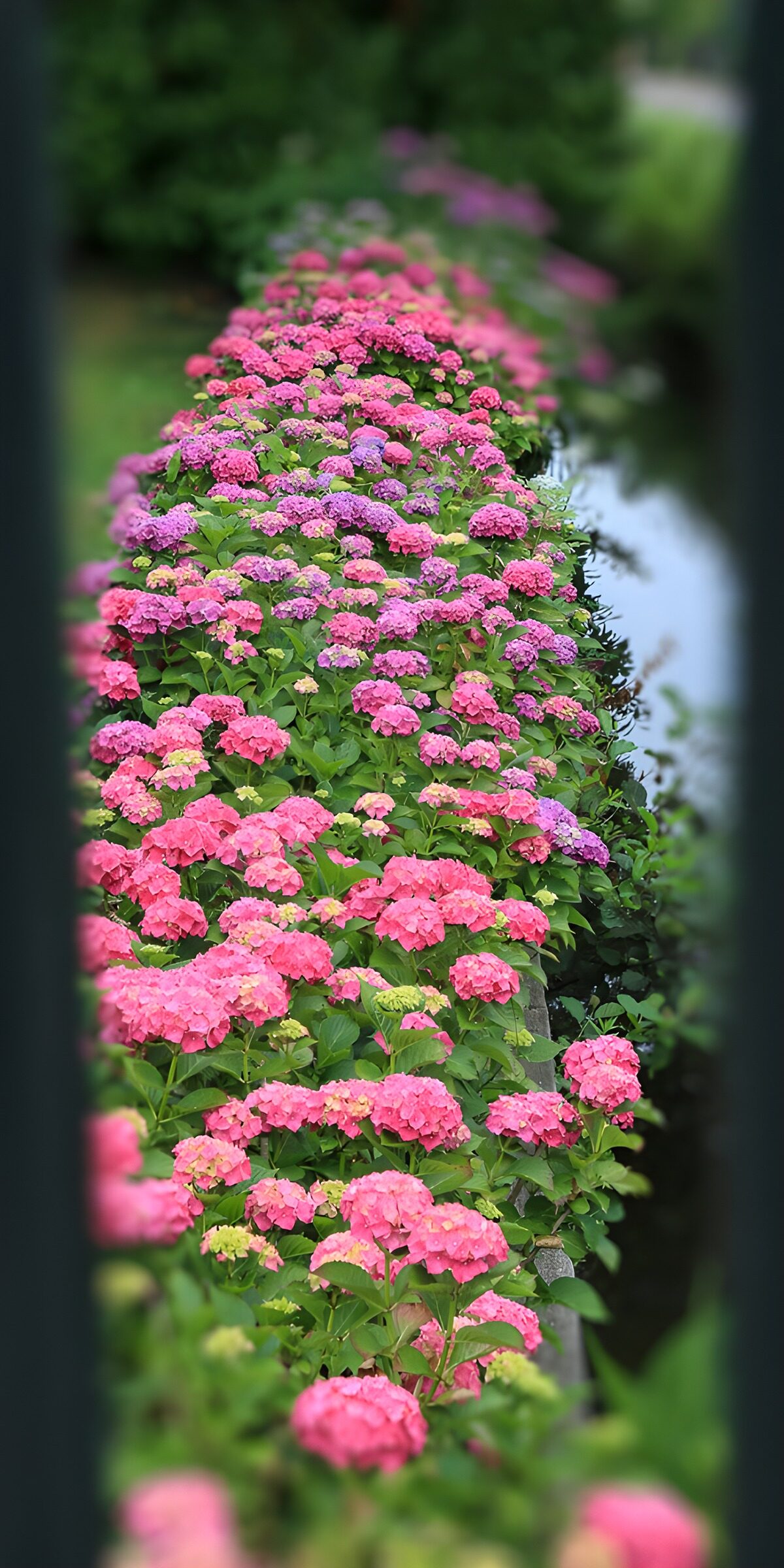 OCCOM9155855: Vibrant Hydrangea Pathway