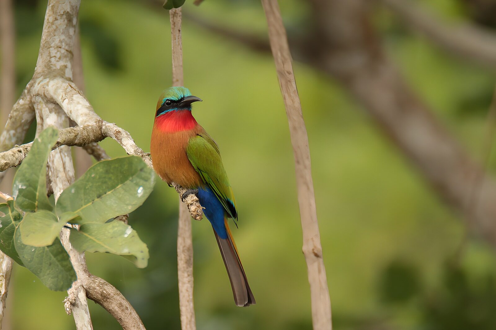 OCCOM2993313: Vibrant Bird on a Branch