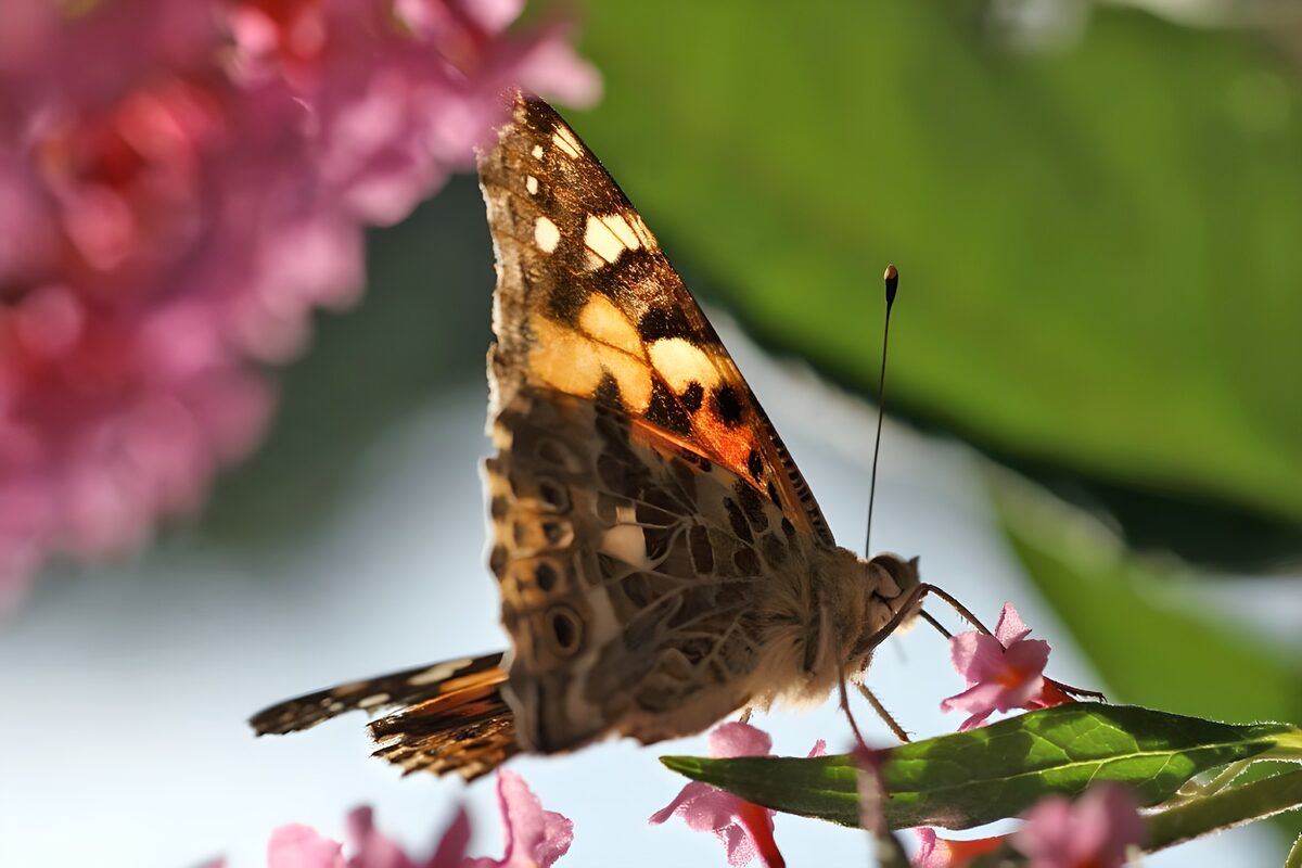 Colorful Butterfly Among Blossoms
