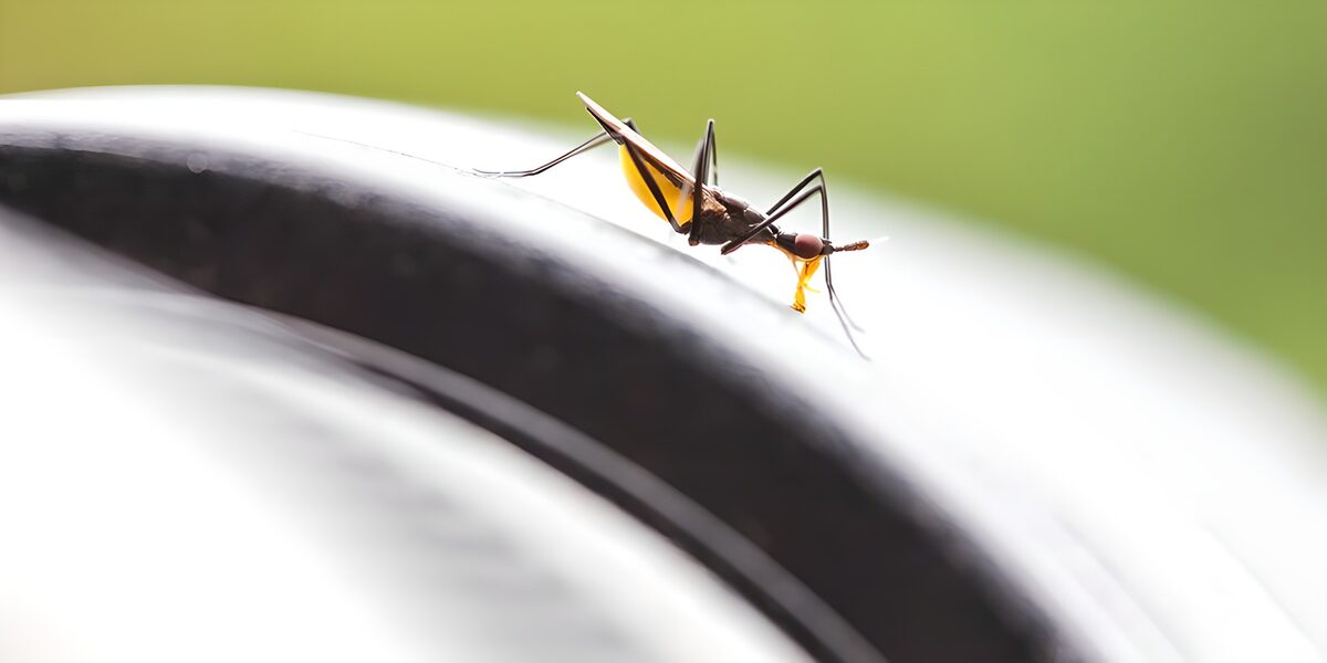 Close-Up of a Mosquito