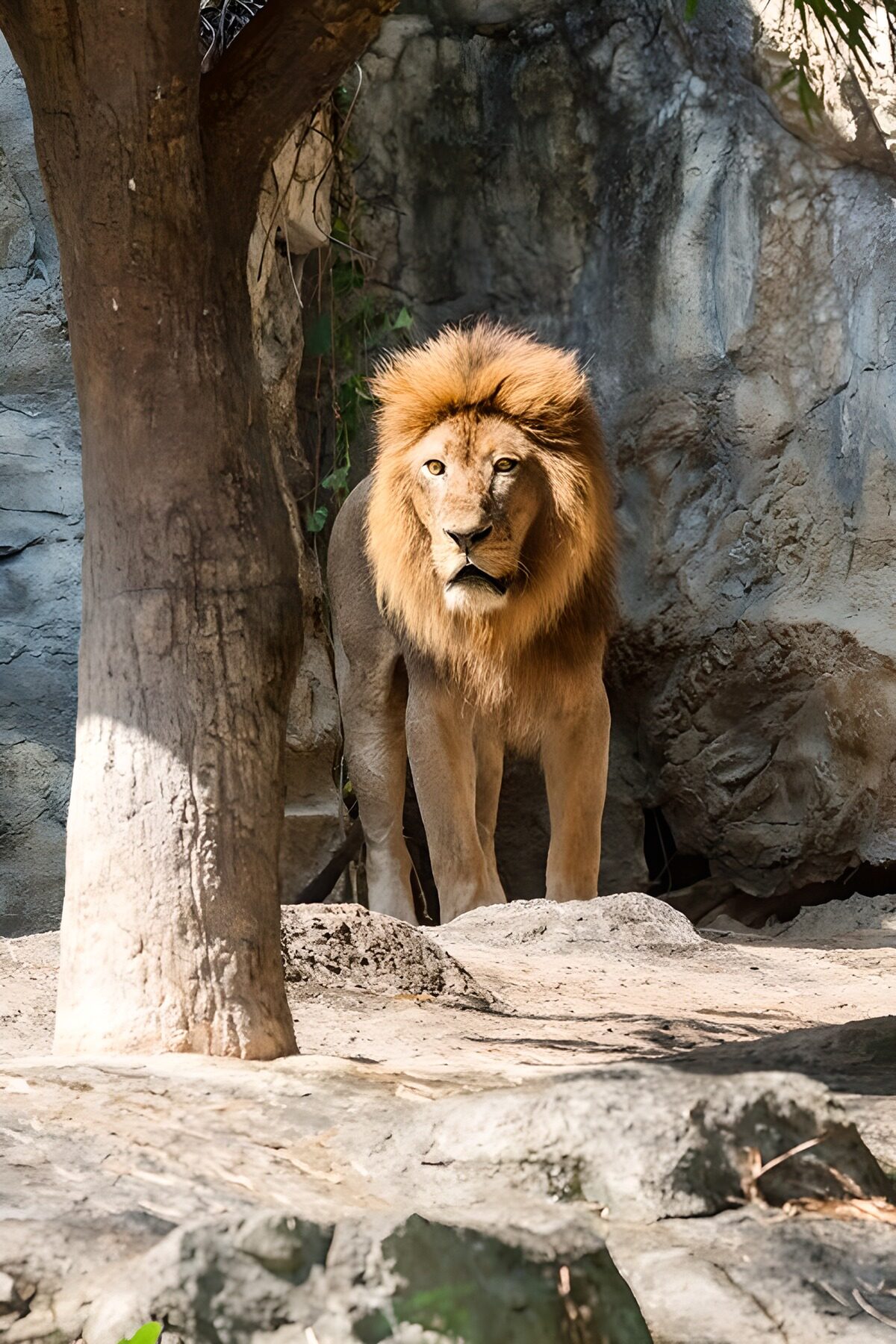 OCCOM6096896: Majestic Lion in Natural Habitat