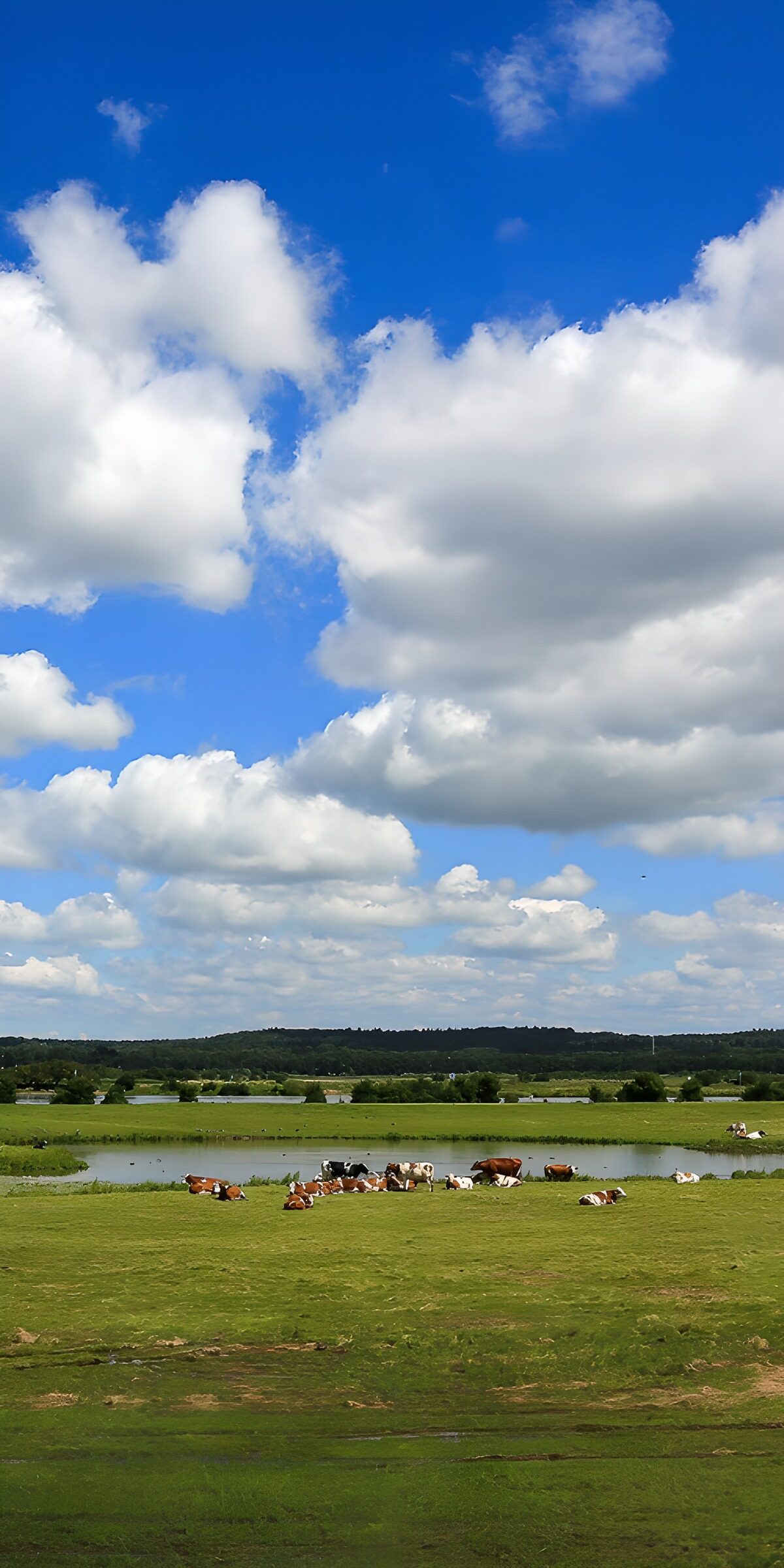 OCCOM3870234: Serene Pasture Under a Blue Sky