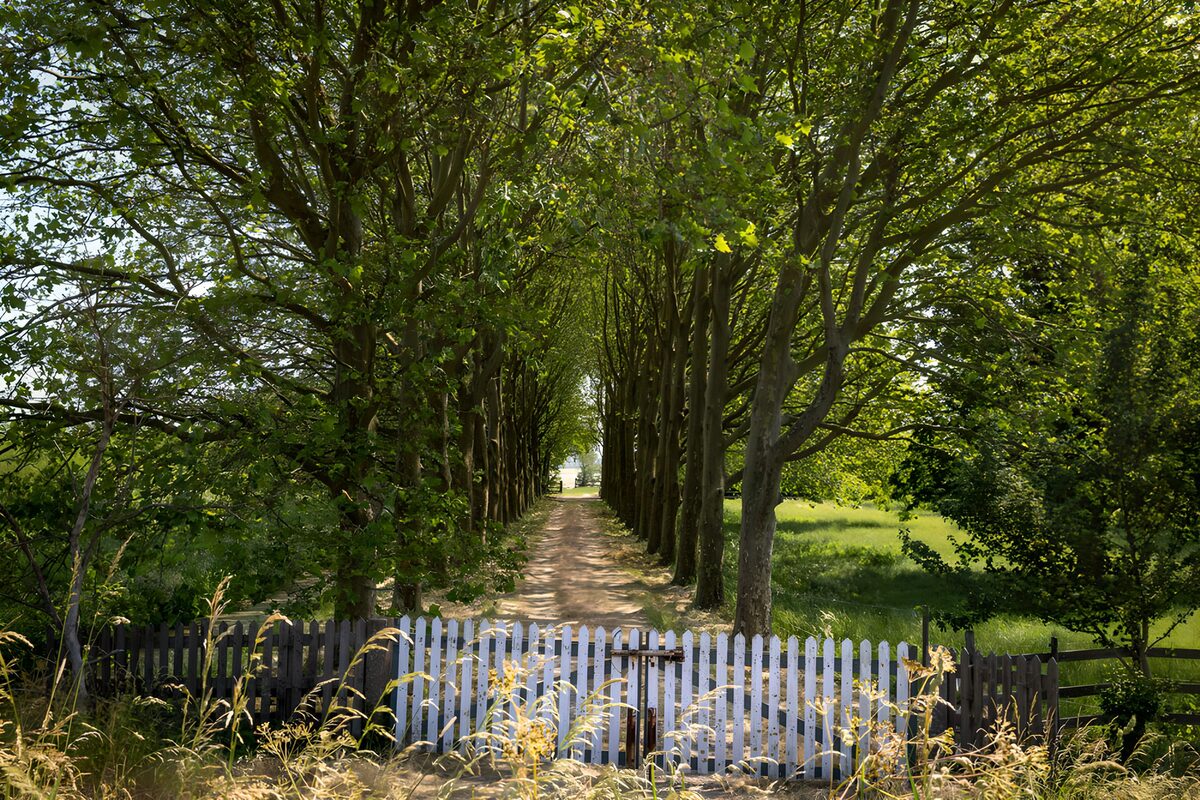 OCCOM4849878: Pathway Through Lush Greenery