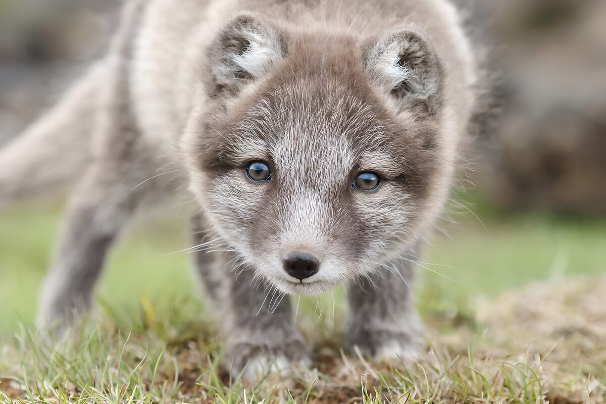 Arctic Fox Pup Exploring Its Habitat