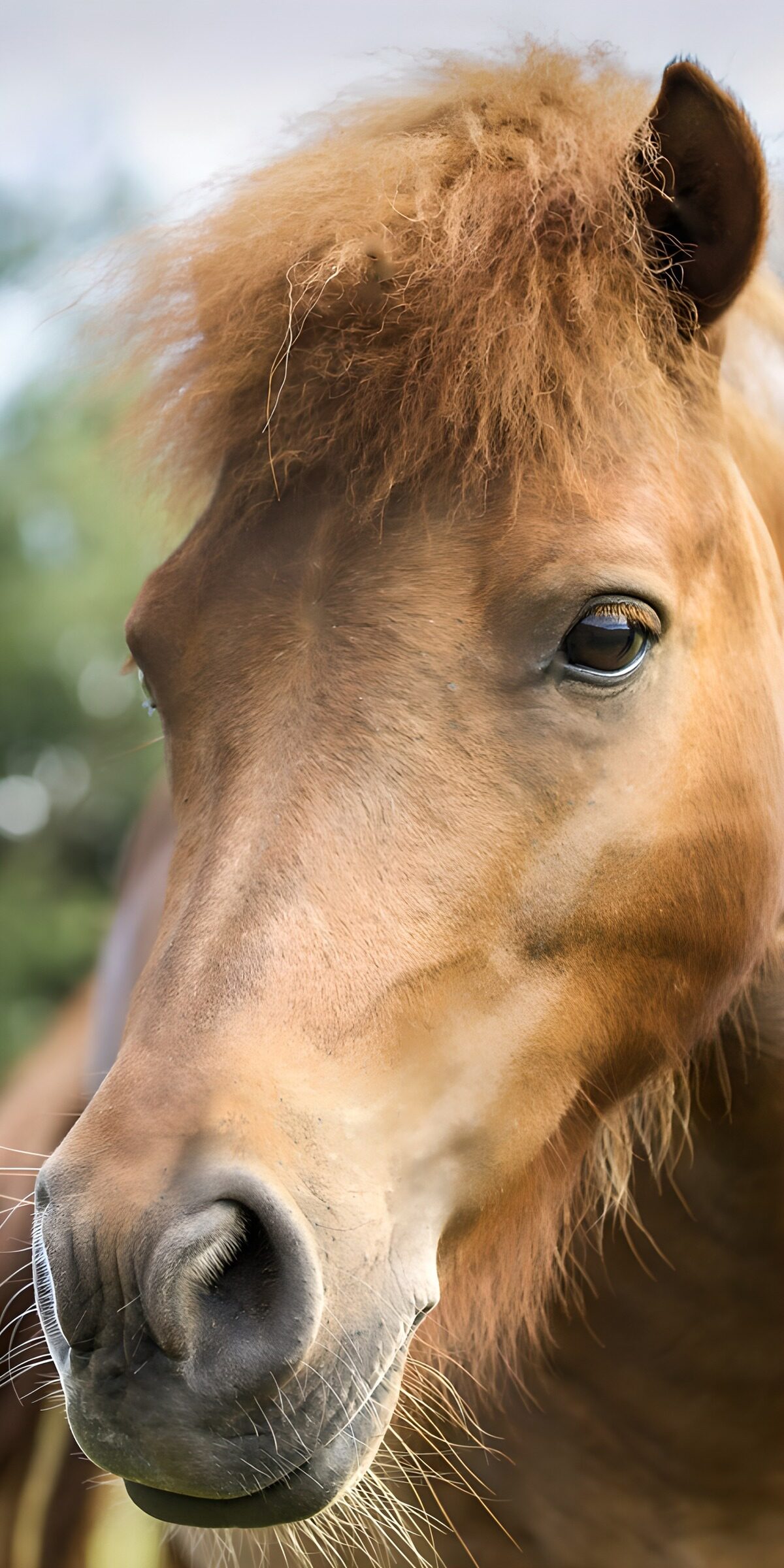 OCCOM1530062: Majestic Brown Horse Portrait
