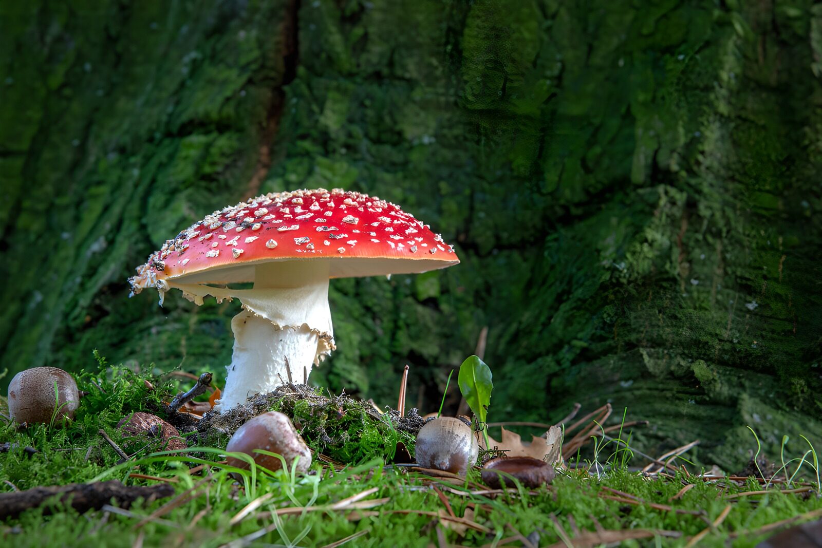 OCCOM2424878: Enchanting Red Mushroom in the Forest