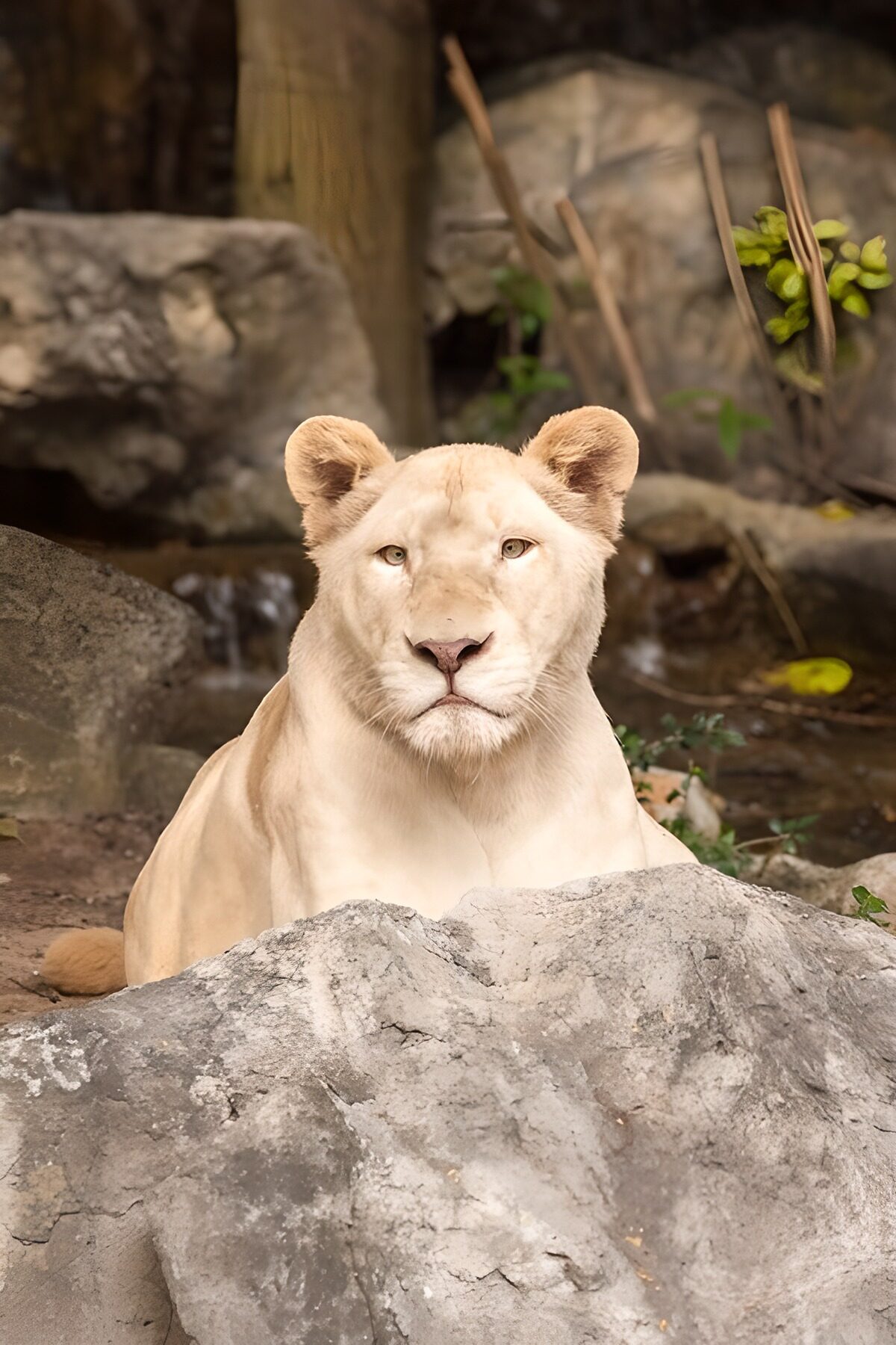 Majestic White Lion Resting