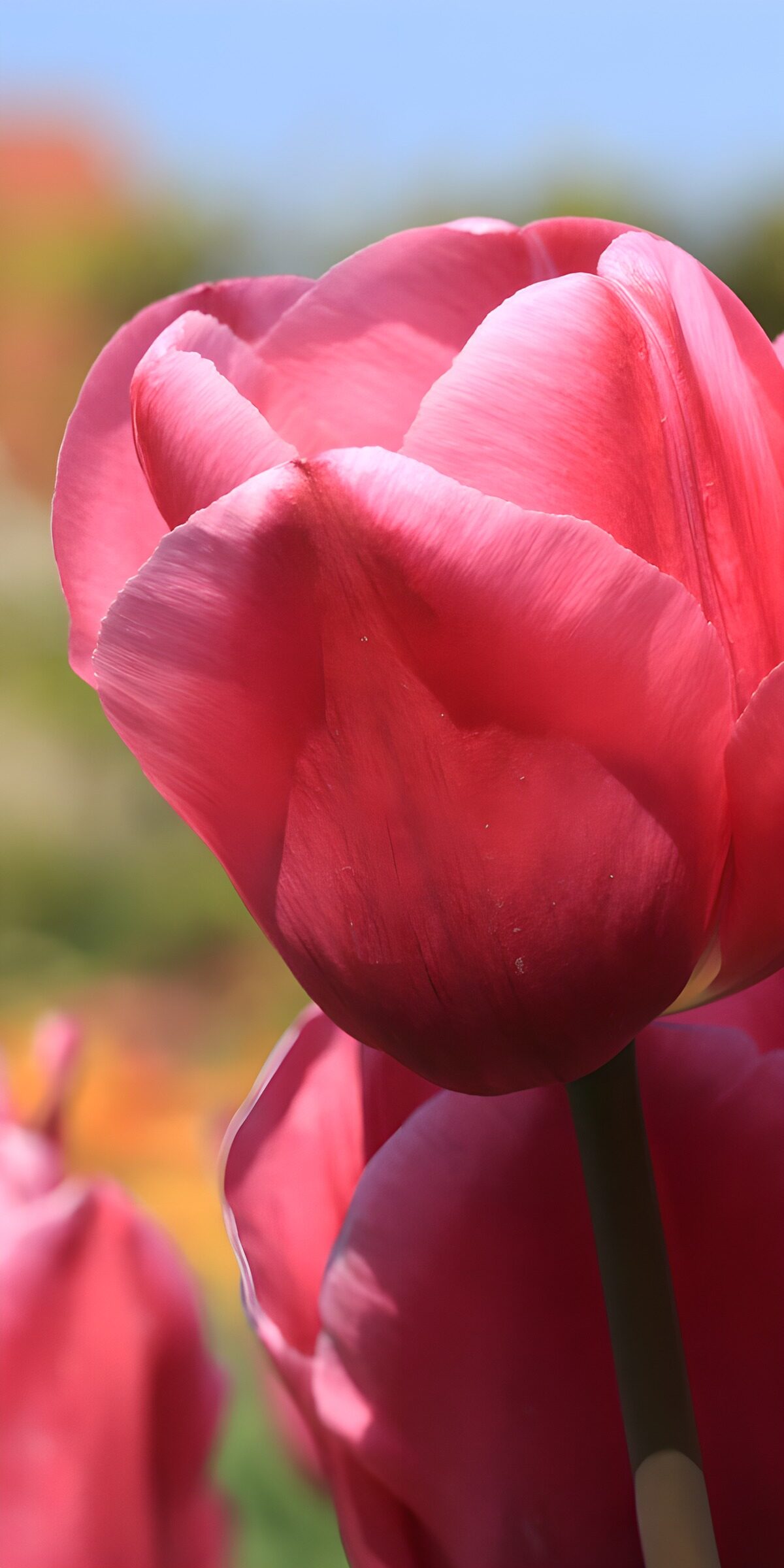 OCCOM9330195: Vibrant Pink Tulip in Bloom