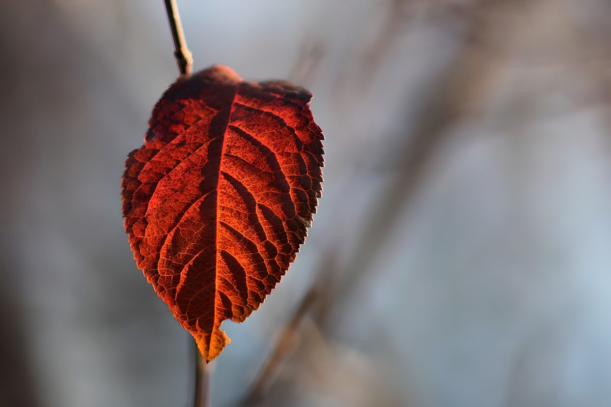 Autumn Leaf in Warm Light