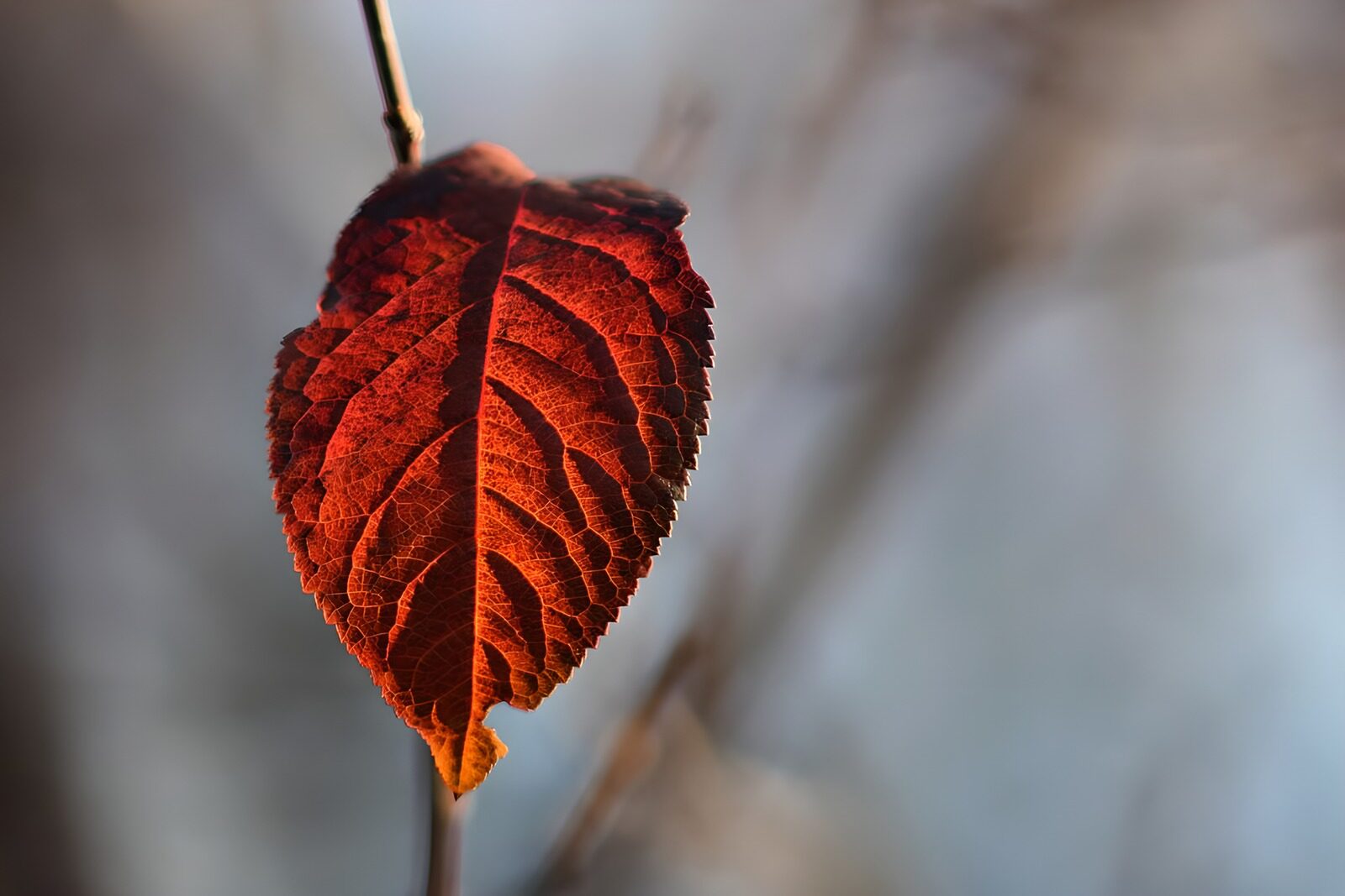 OCCOM6747520: Autumn Leaf in Warm Light