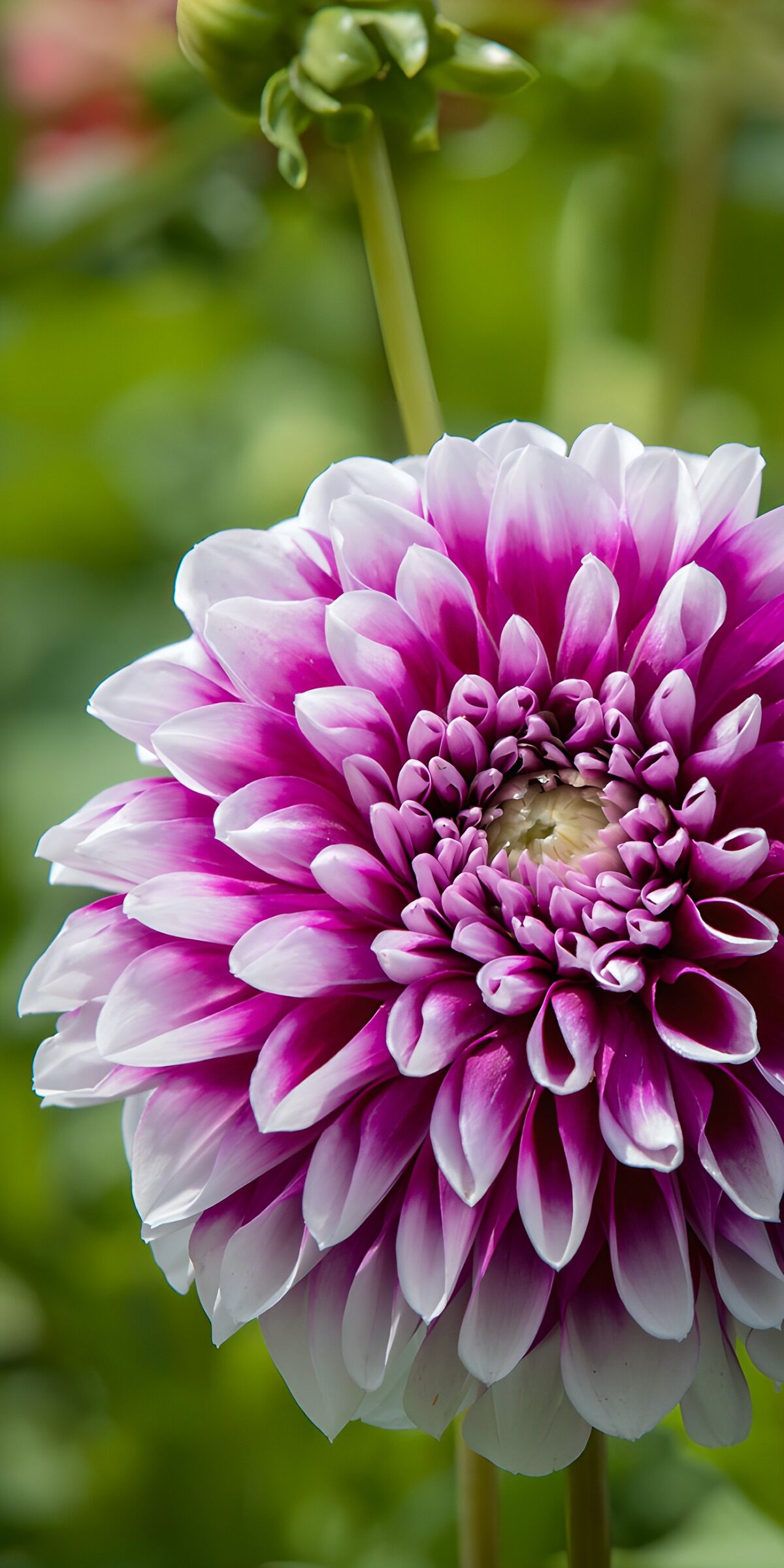 OCCOM8996745: Vibrant Dahlia Bloom
