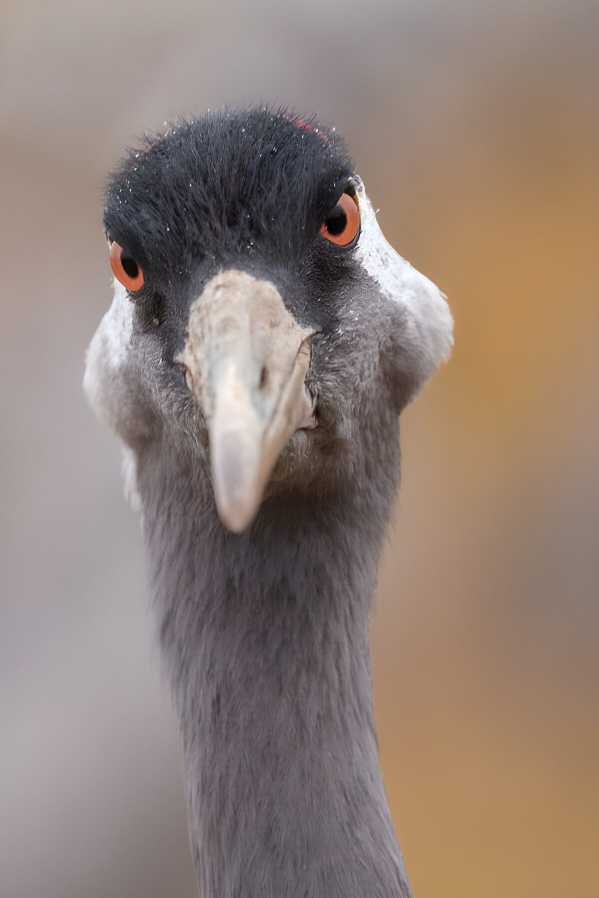 Majestic Crane Close-Up