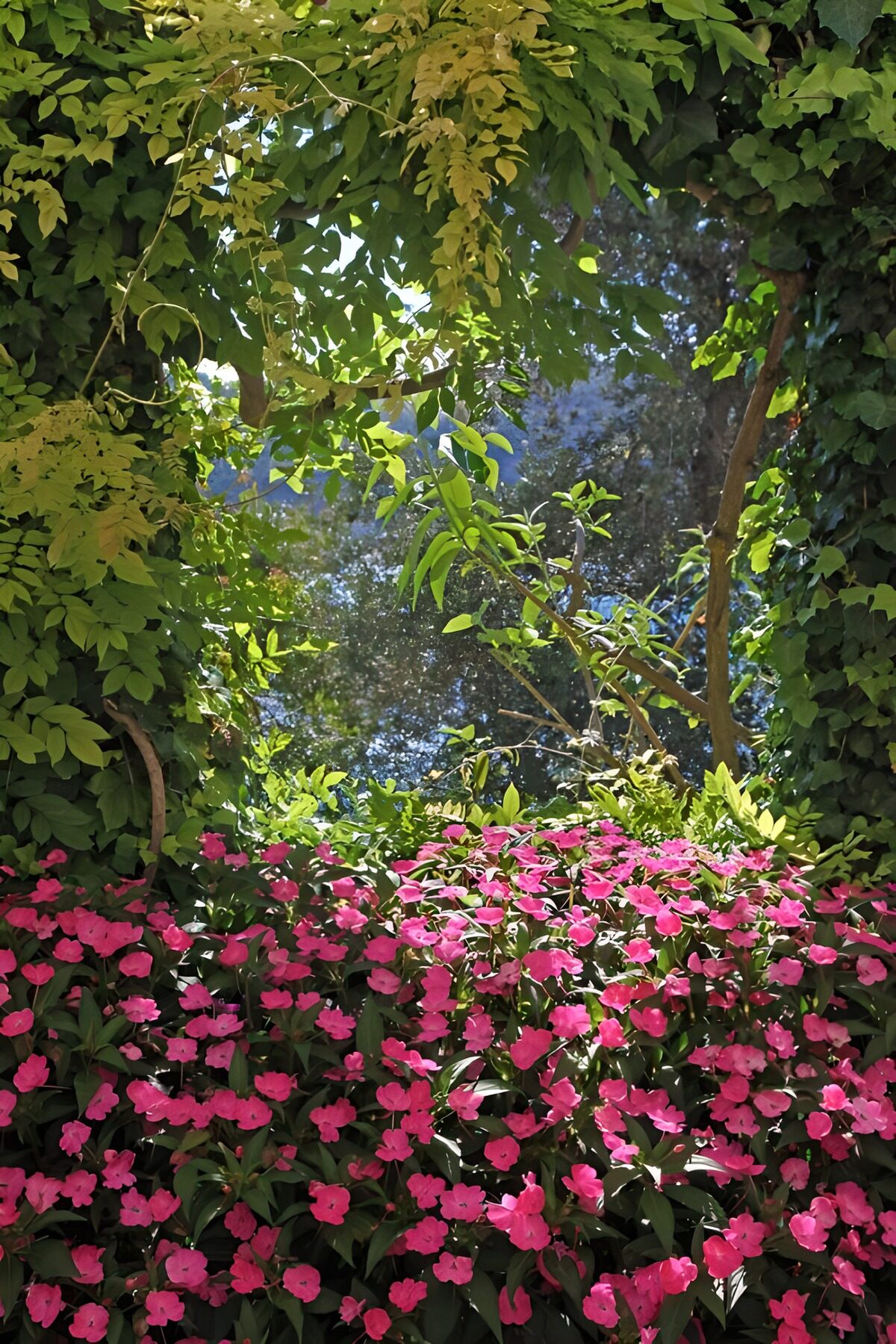 OCCOM3503570: Vibrant Floral Frame of Nature