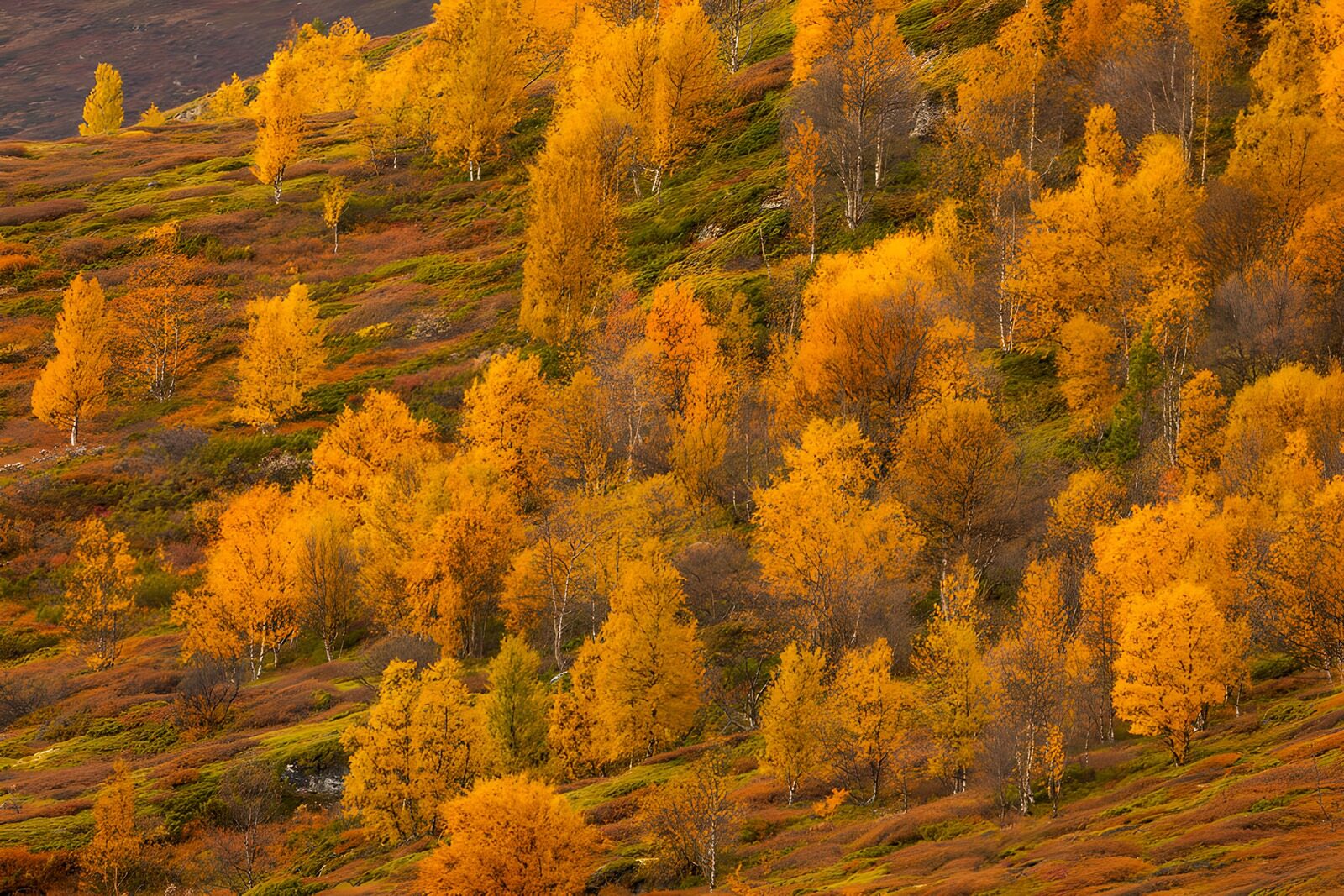 OCCOM2761992: Autumn Colors on the Hillside