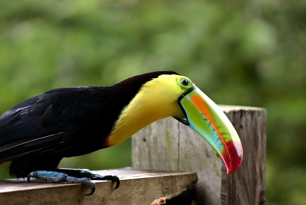 Colorful Toucan in Nature