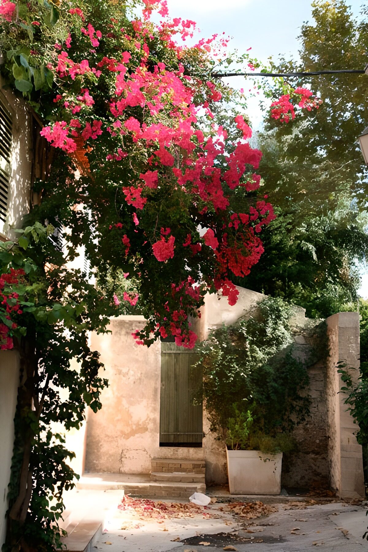 Charming Bougainvillea Lane