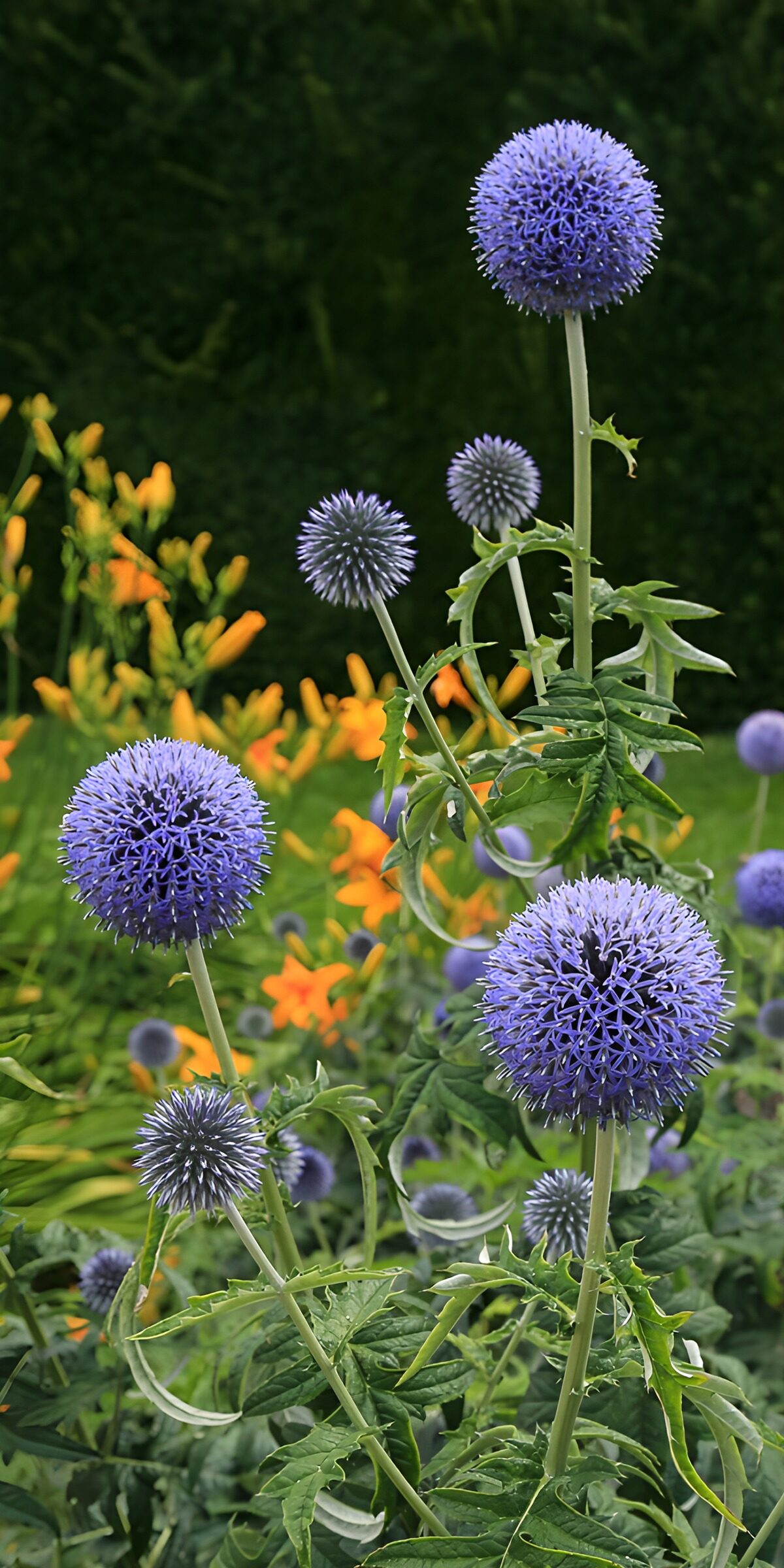 OCCOM5111089: Vibrant Blue Thistles in Bloom