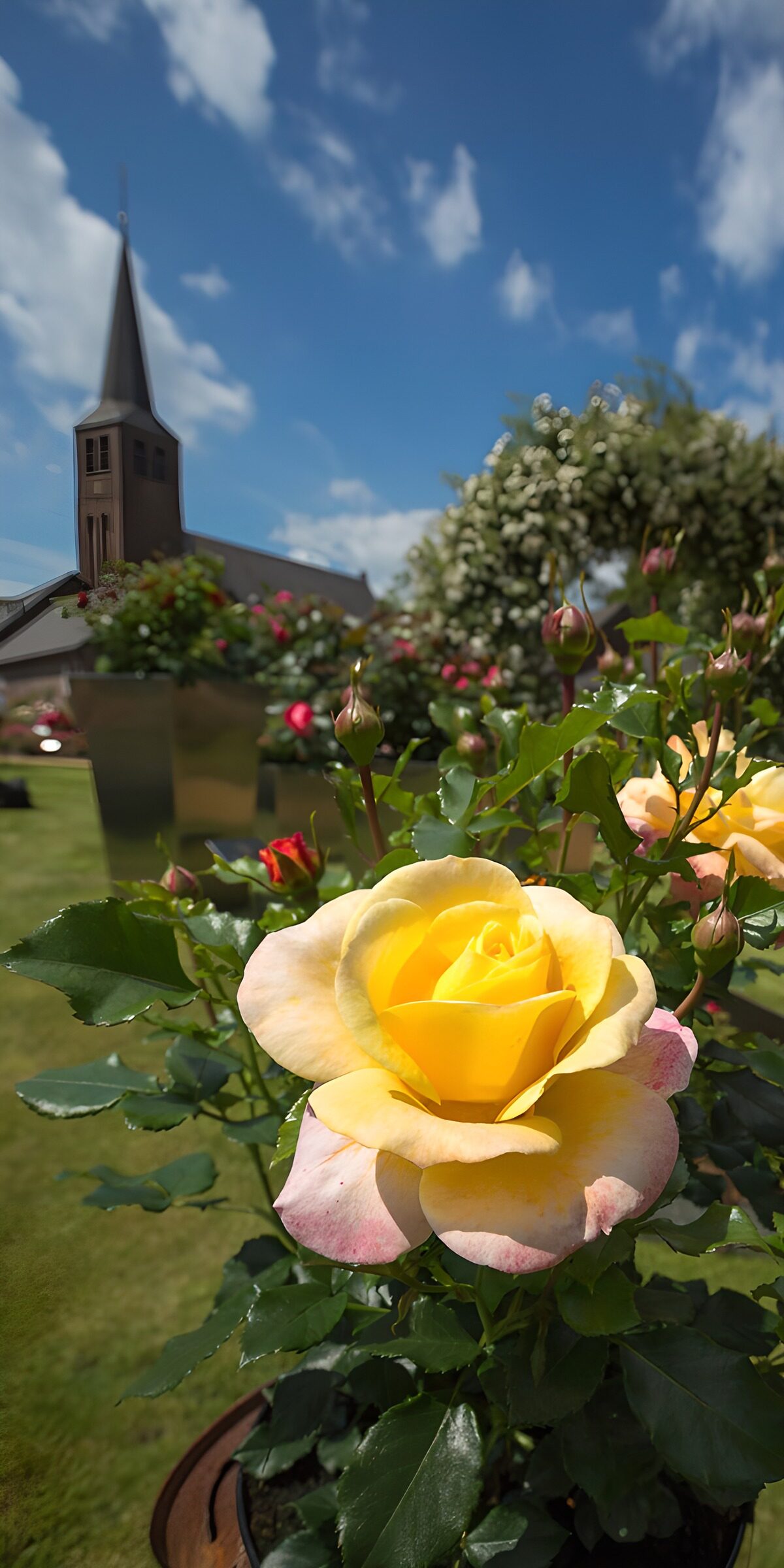 OCCOM4669901: Beautiful Yellow Rose Under Blue Skies
