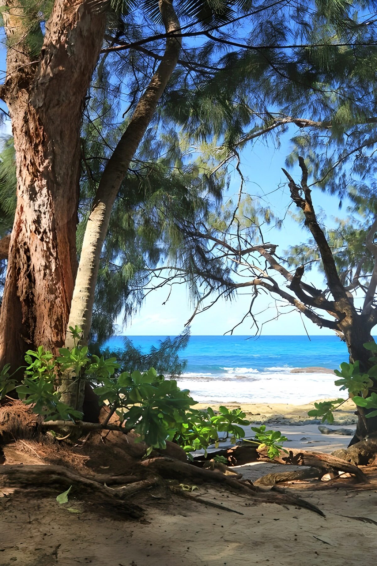 OCCOM7706594: Serene Coastal View Through the Trees