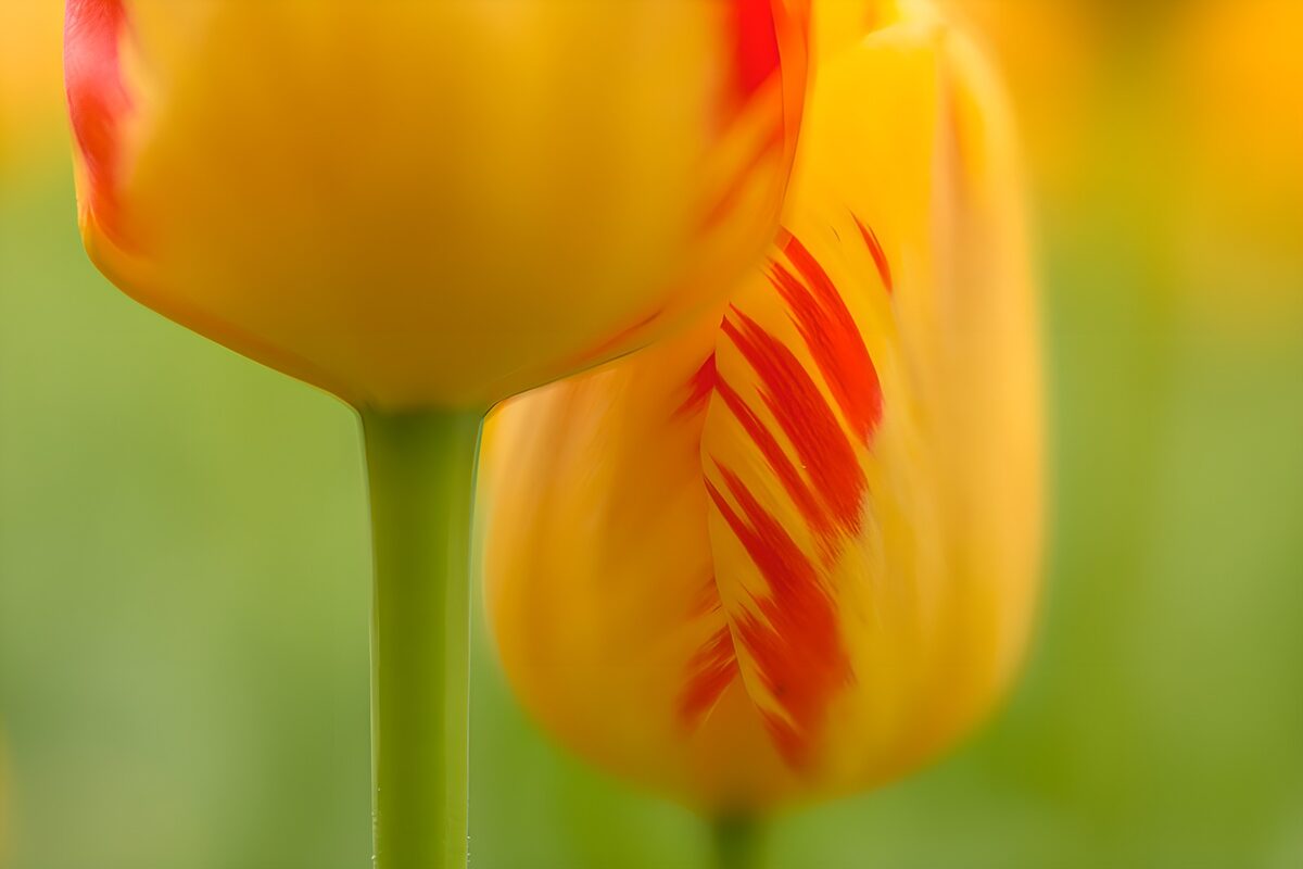 Vibrant Yellow Tulips with Red Stripes