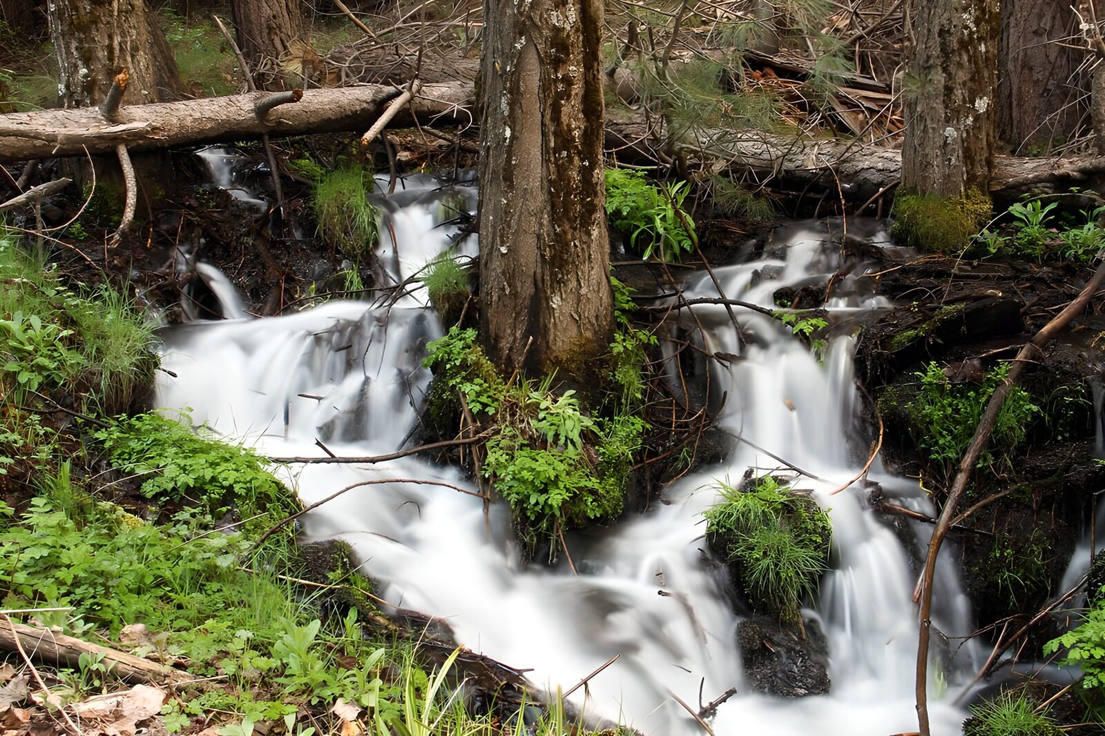 OCCOM9999054: Serene Forest Stream Flowing Through Greenery