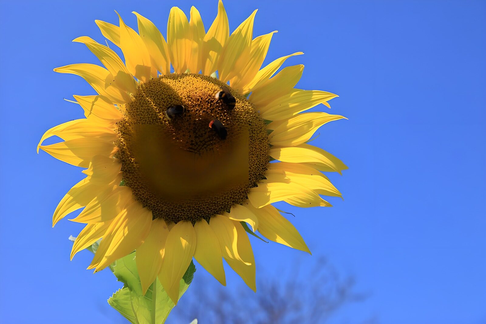 OCCOM3718797: Bright Sunflower with Bees