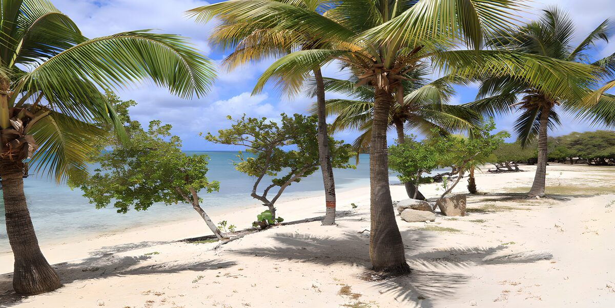 Tropical Beach Paradise