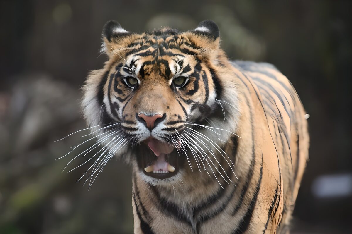 Majestic Roar of a Bengal Tiger