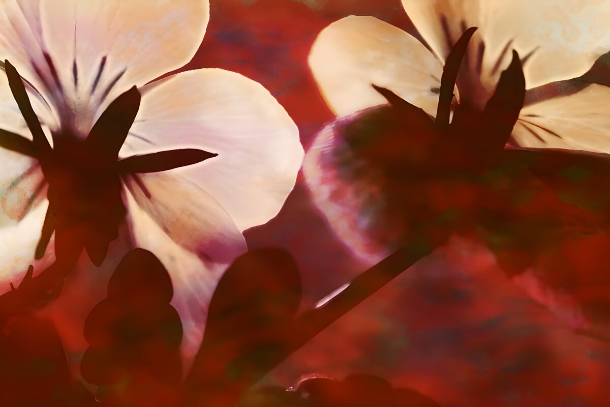 Ethereal Floral Silhouettes