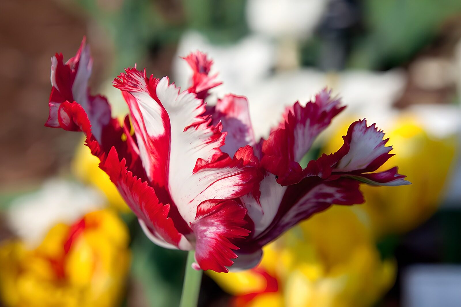 OCCOM9709439: Striking Red and White Tulip in Bloom