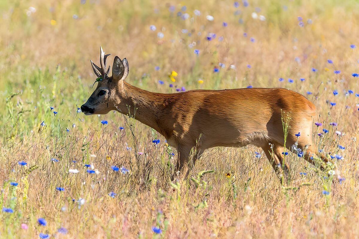 Young Buck in a Wildflower Meadow