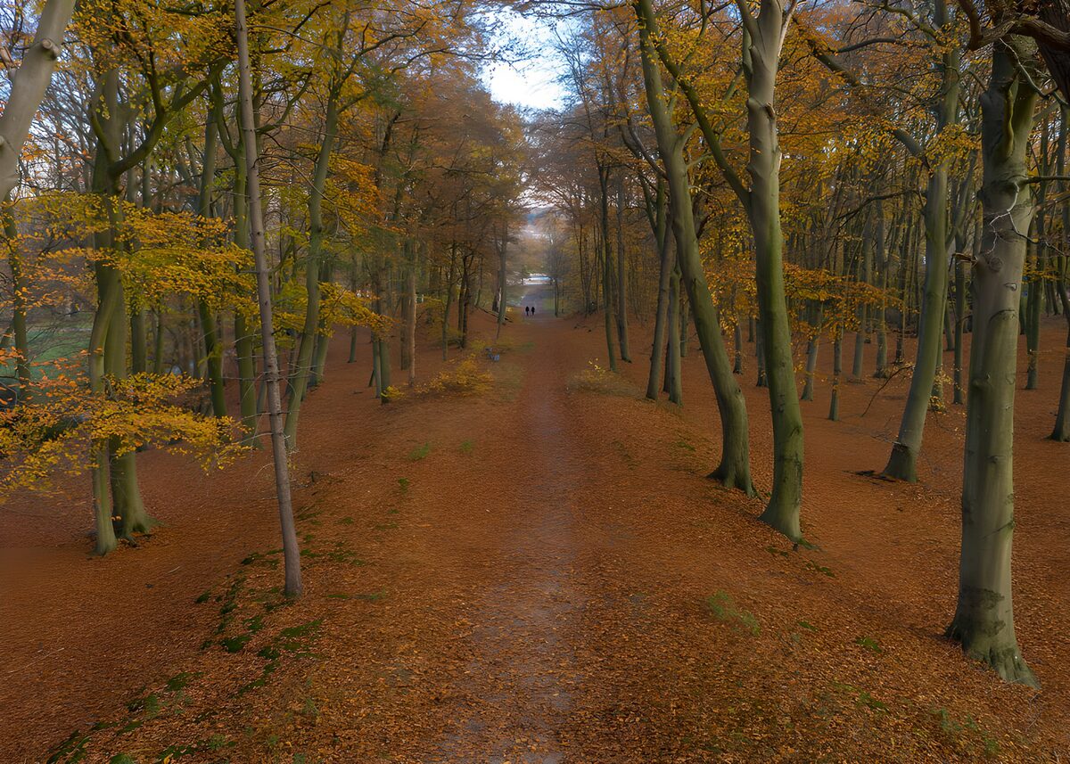 OCCOM2770545: Autumn Pathway Through the Forest