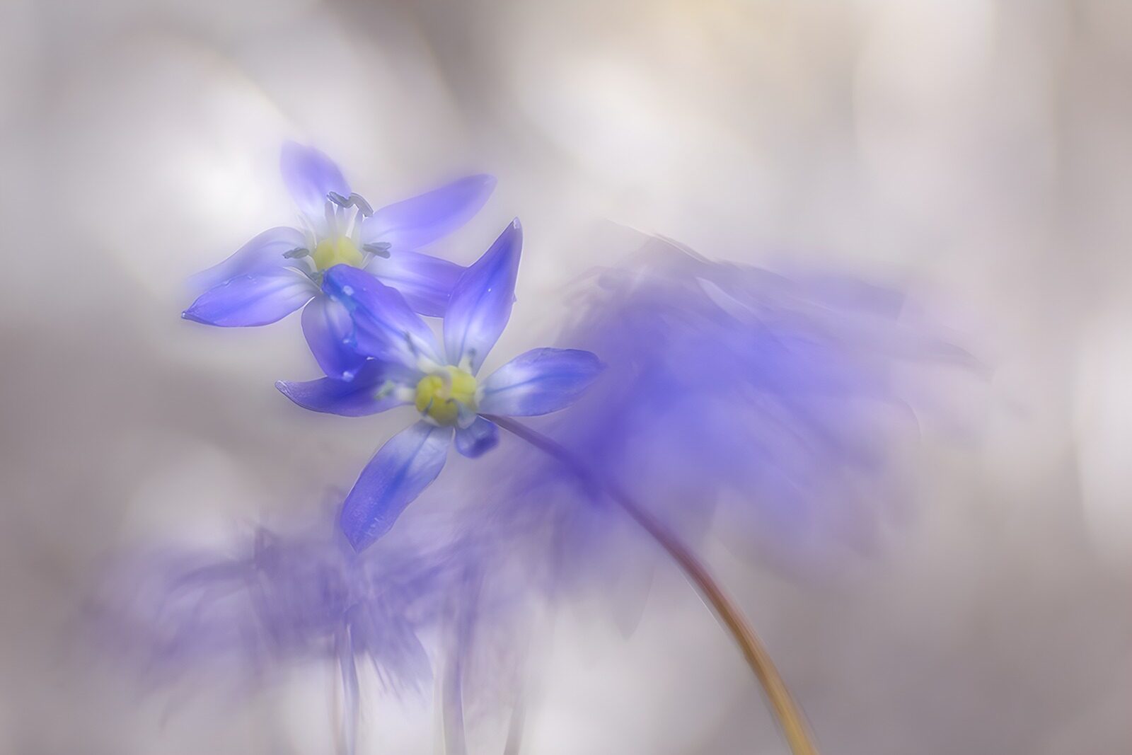 OCCOM4331541: Ethereal Blue Blooms in Motion