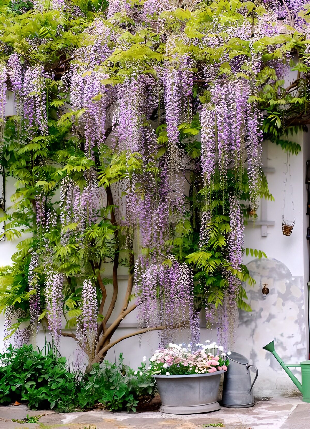 OCCOM7832082: Lush Wisteria Blooms