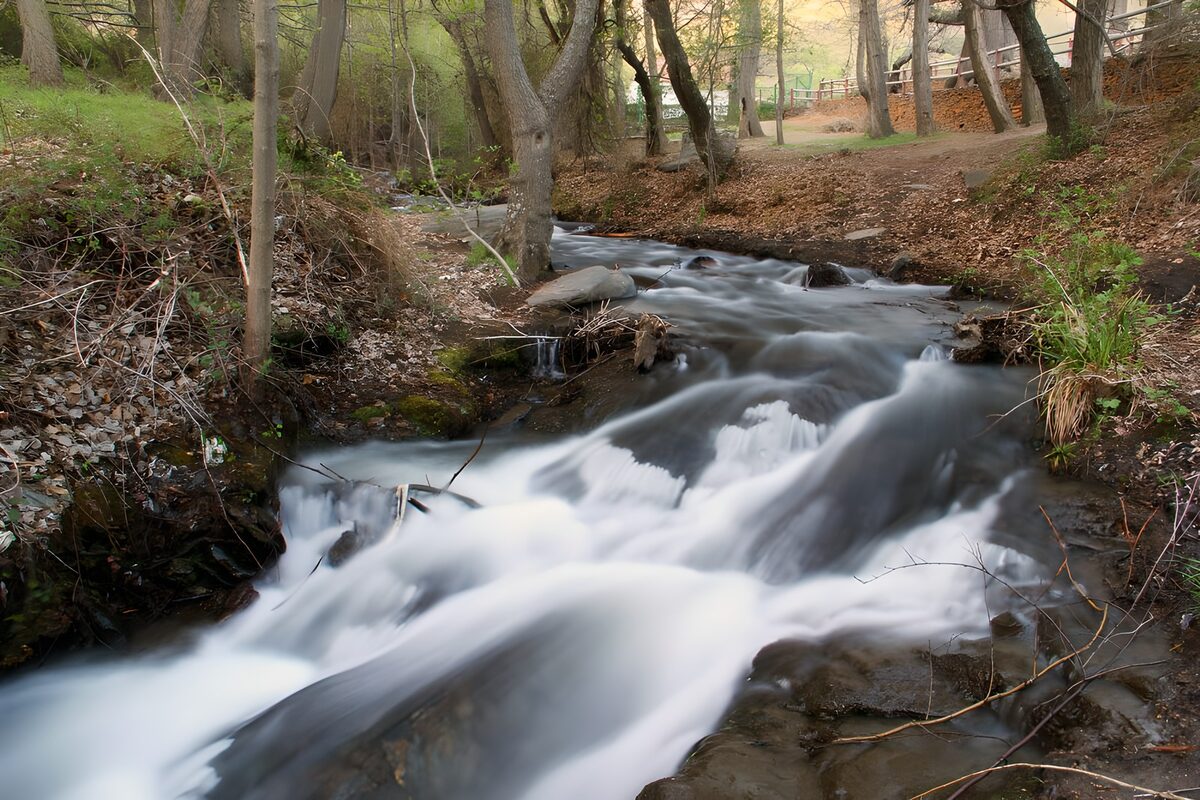 Serene Stream Flowing Through the Forest