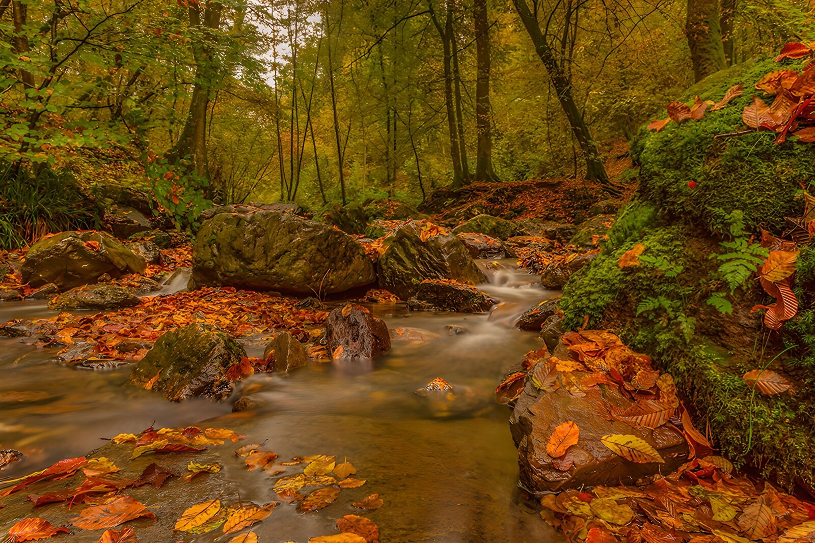 OCCOM2105058: Autumn Serenity in a Forest Stream