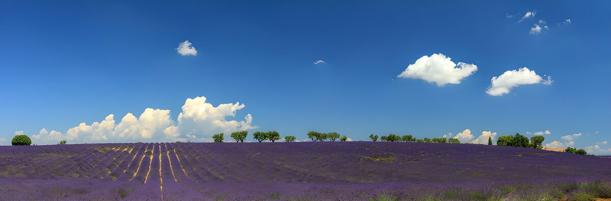 Lavender Fields Under a Blue Sky