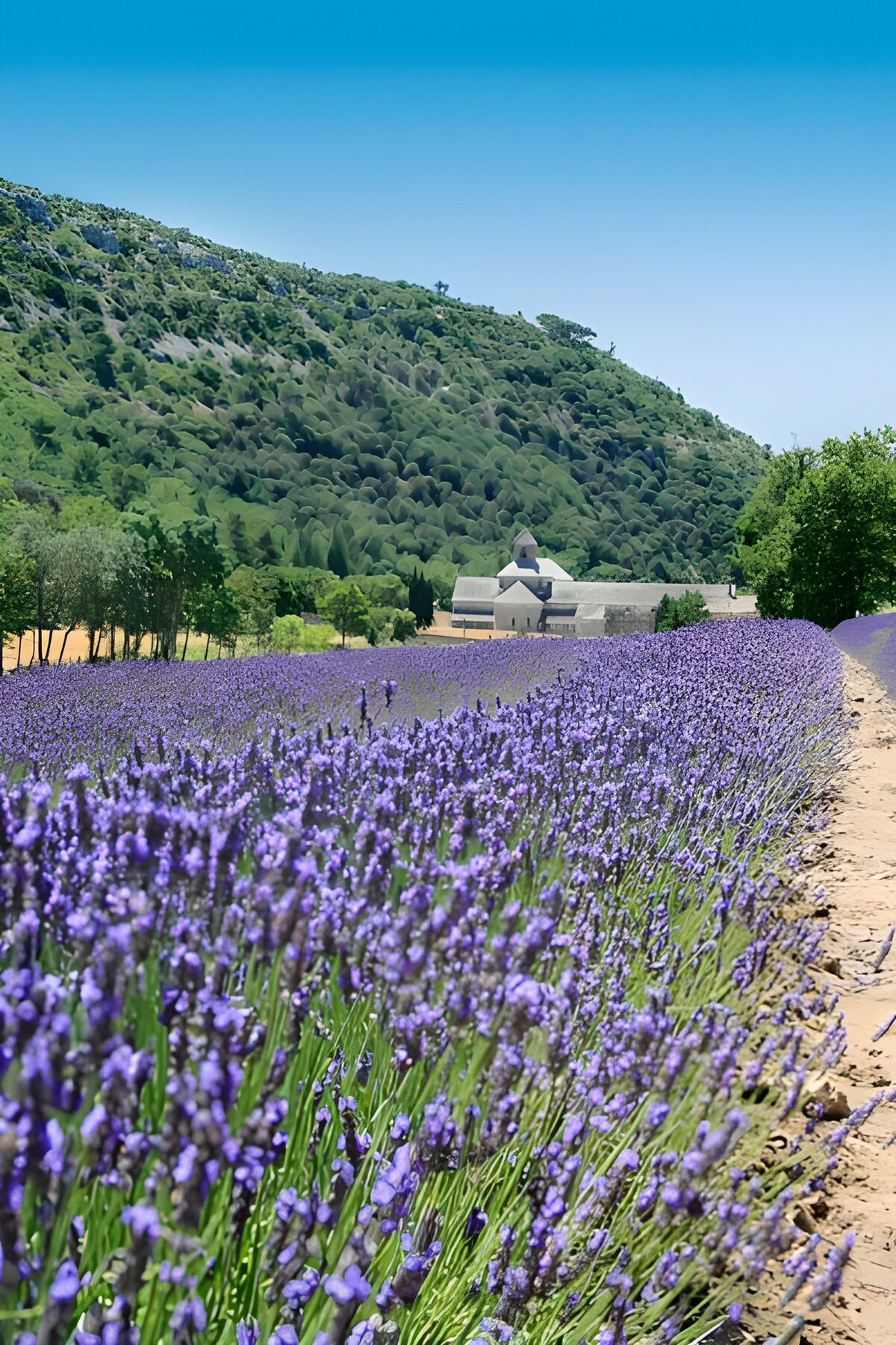 OCCOM8037313: Lavender Fields in the Countryside