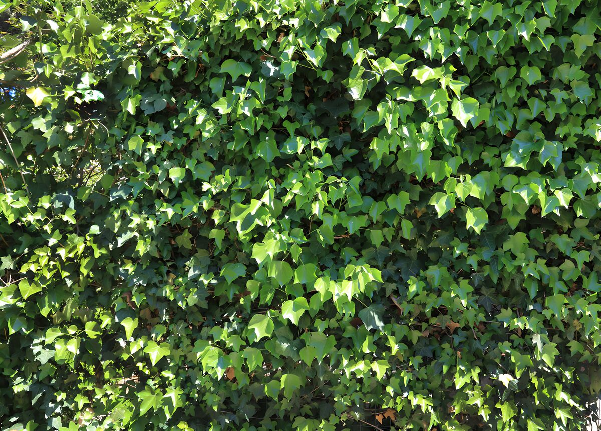 Lush Green Ivy Wall