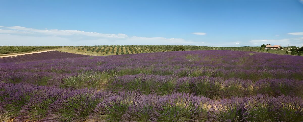 Lavender Fields in Full Bloom