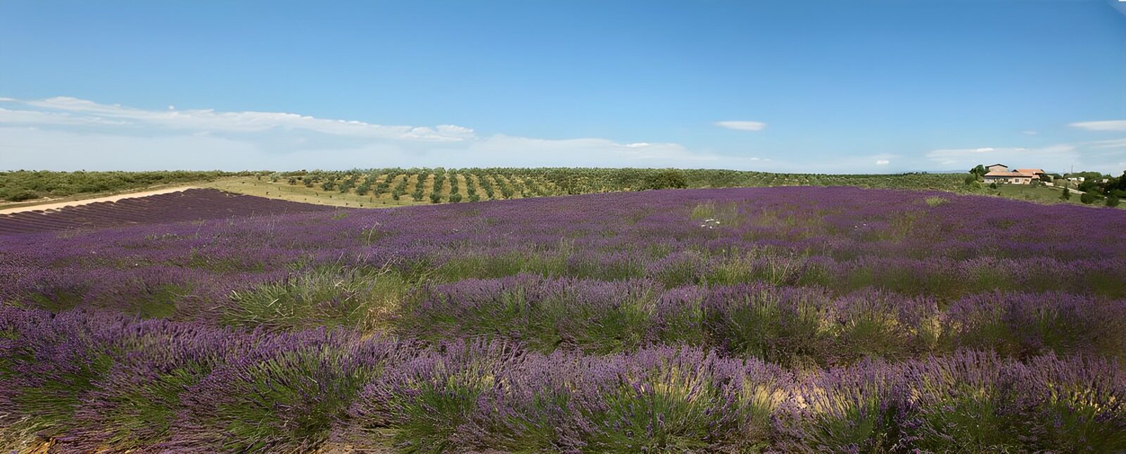 OCCOM2016944: Lavender Fields in Full Bloom