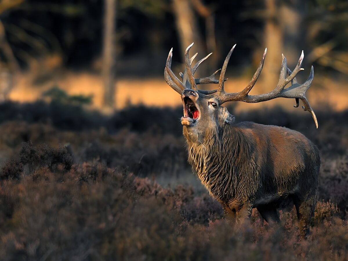 Majestic Stag in Autumn Splendor