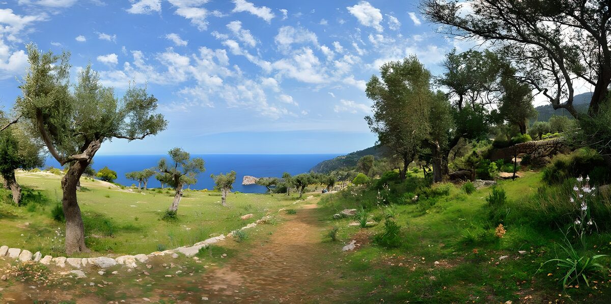 OCCOM7639704: Serene Olive Grove by the Sea