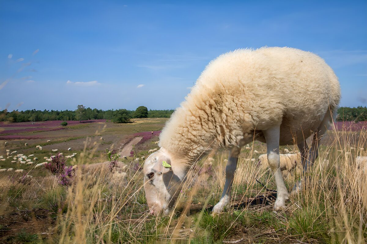 Grazing Sheep in Blooming Landscape