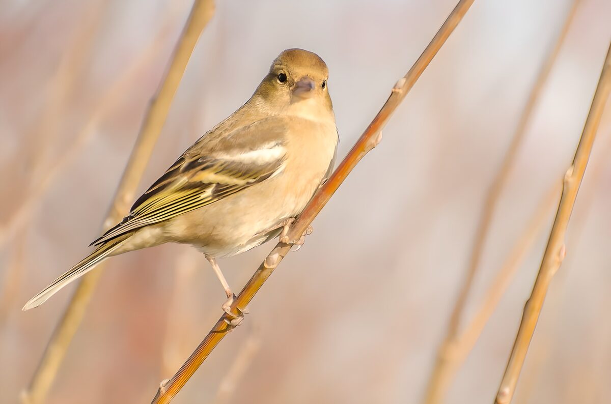 Charming Finch Perched on a Branch