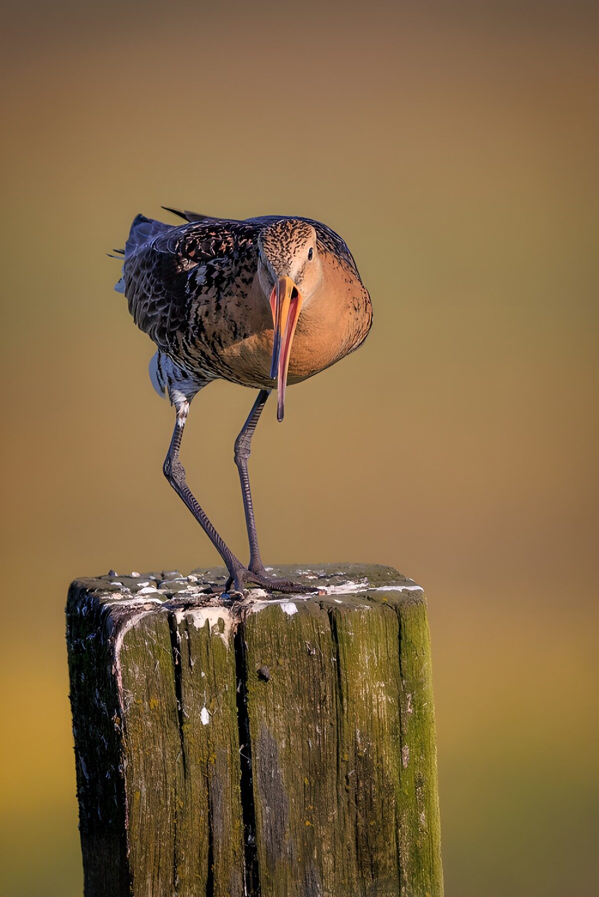 OCCOM8943439: Elegant Marsh Wader on a Post